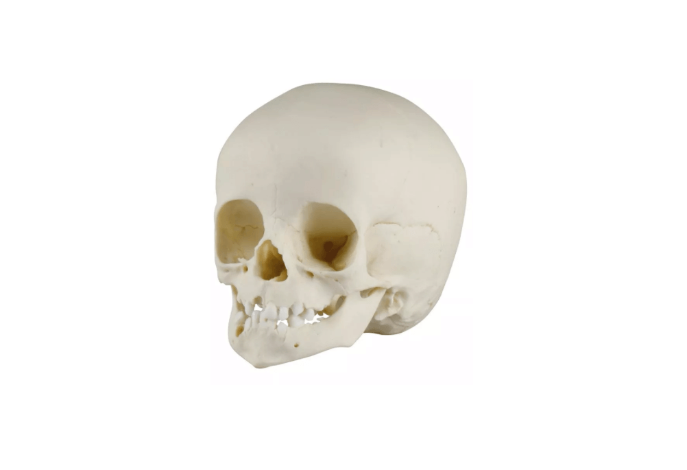 Kinderschädel, 14 Monate – realistischer Naturabguss für pädiatrische und anatomische Ausbildung - Erler - Zimmer